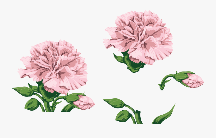 Carnations, Watercolor Flowers, Paint, Hands - Watercolor Carnation Flowers Png, Transparent Clipart