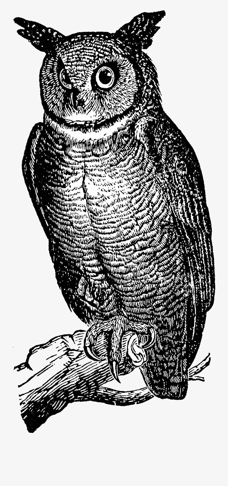 Great Horned Owl, Transparent Clipart
