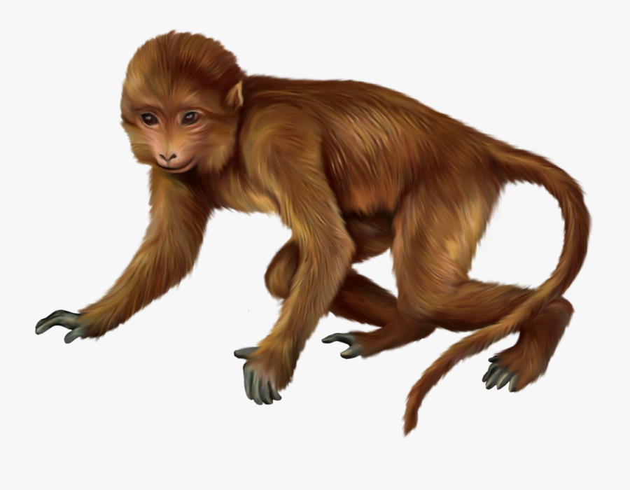 Real Monkey Clip Art , Free Transparent Clipart - ClipartKey