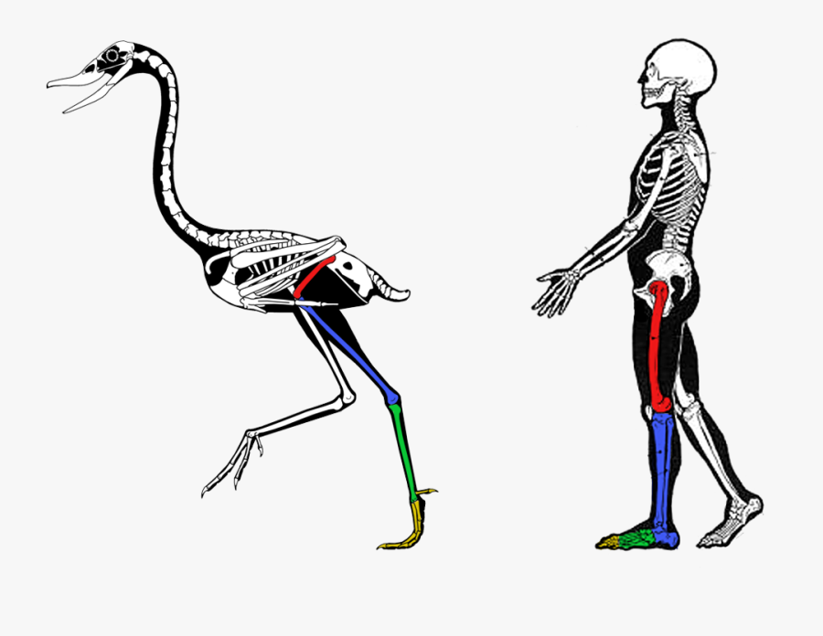 Flamingo Leg Anatomy - Evidence Comparative Anatomy Evolution, Transparent Clipart