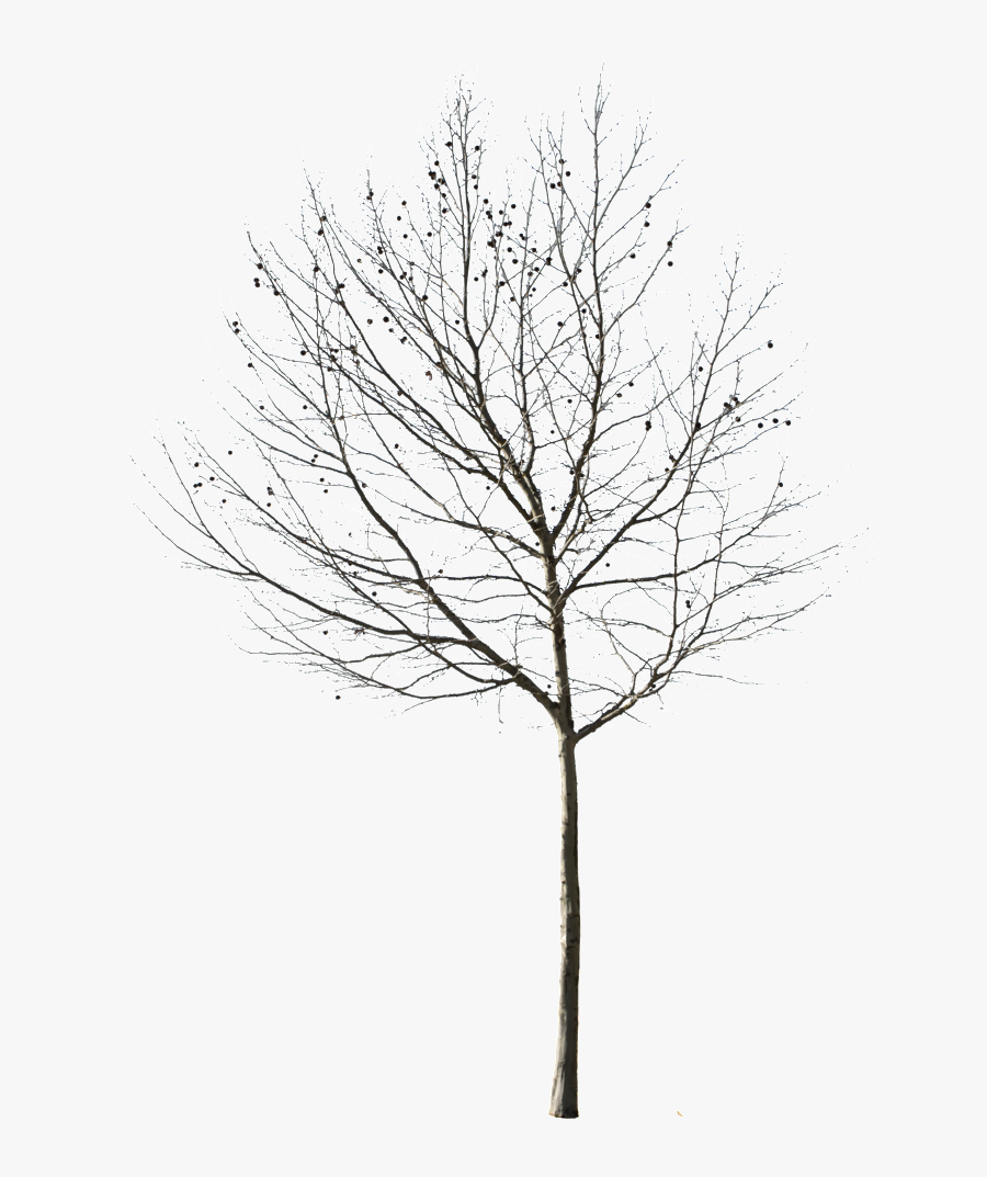 Birch Tree Outline - Winter Tree Cut Out, Transparent Clipart