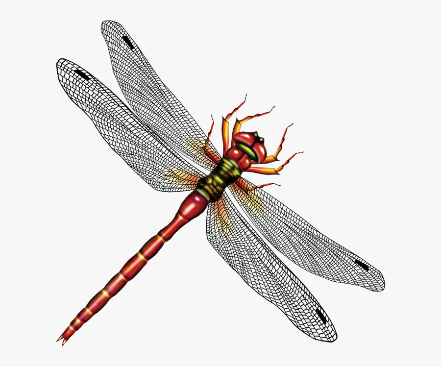 Download Dragonfly Vector Free Download - Dragonfly Png , Free Transparent Clipart - ClipartKey