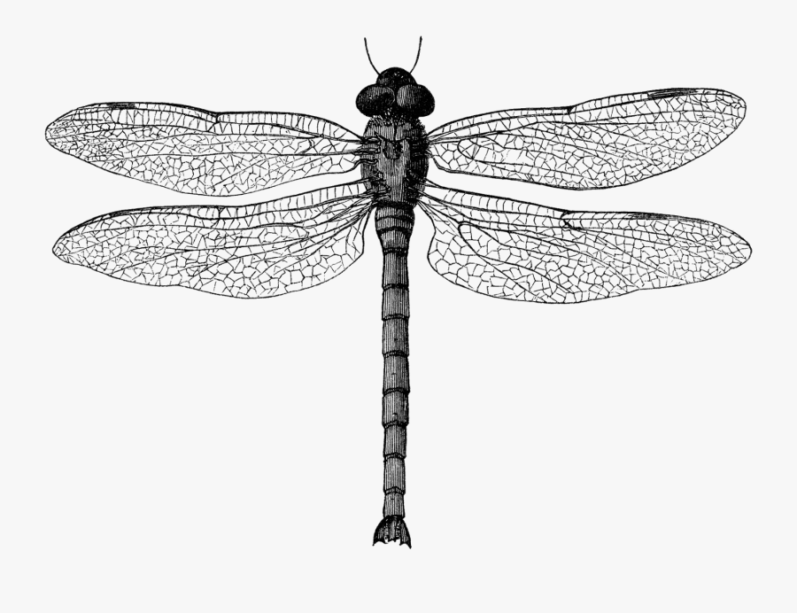 What Does A Black And White Dragonfly Symbolize