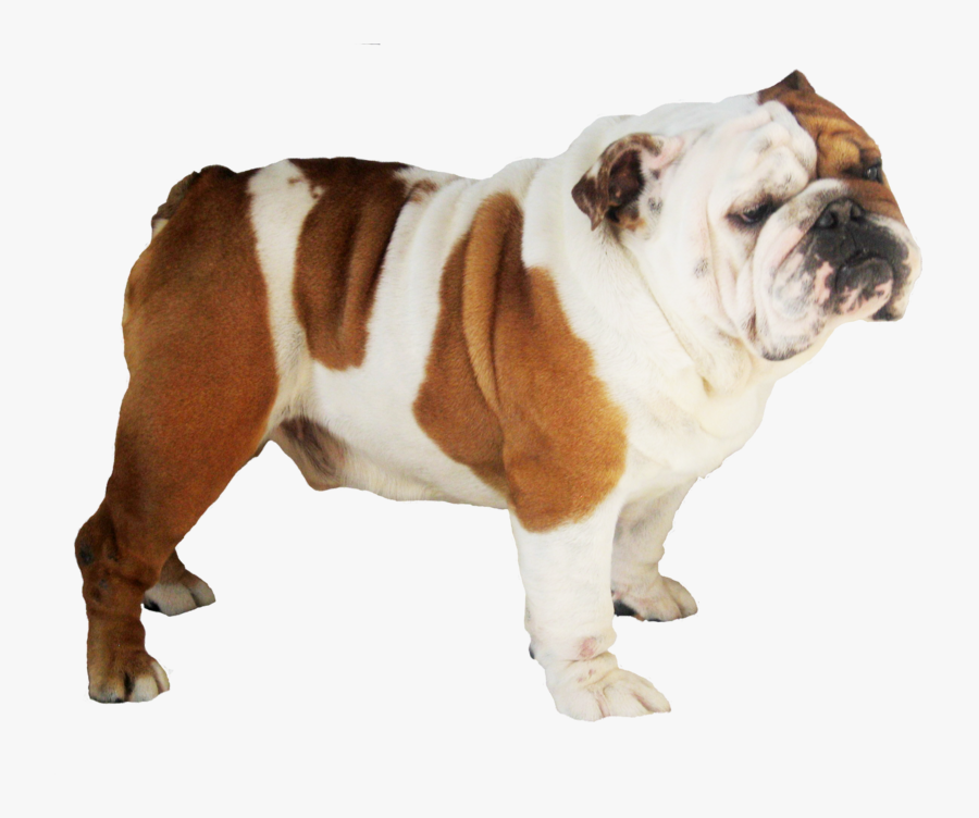 English Bulldag Png, Transparent Clipart