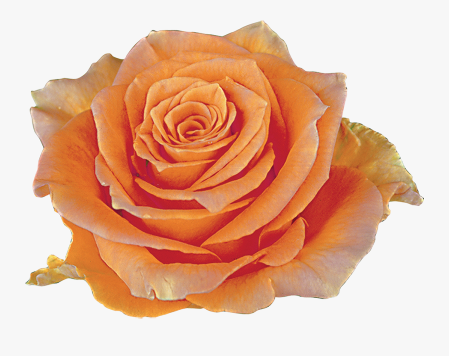 Transparent Peach Flowers Png - Róża Cosima, Transparent Clipart