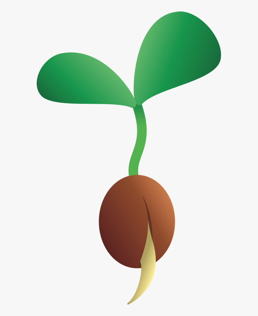 Bean Sprouting Into Seedling - Seedling Clipart, Transparent Clipart