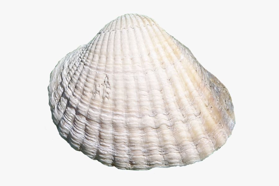 Sea, Shell, Masked - Cockle Transparent, Transparent Clipart