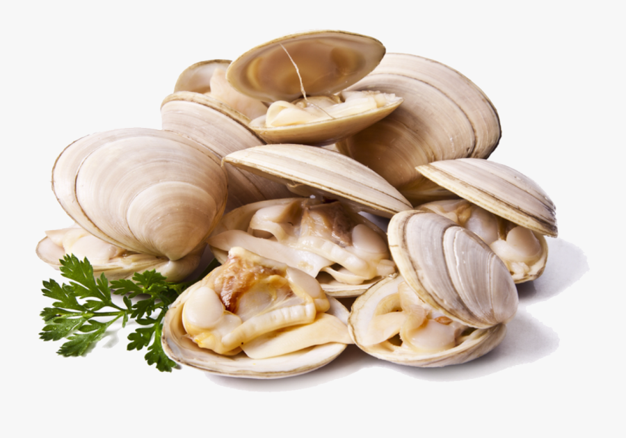 Clams Png File - Clams Png, Transparent Clipart