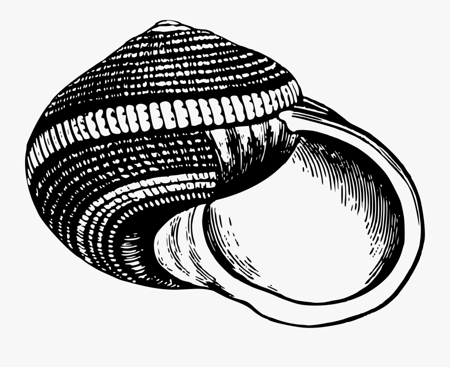 Sea Shell 25 Clip Arts - Conchas Blanco Y Negro, Transparent Clipart