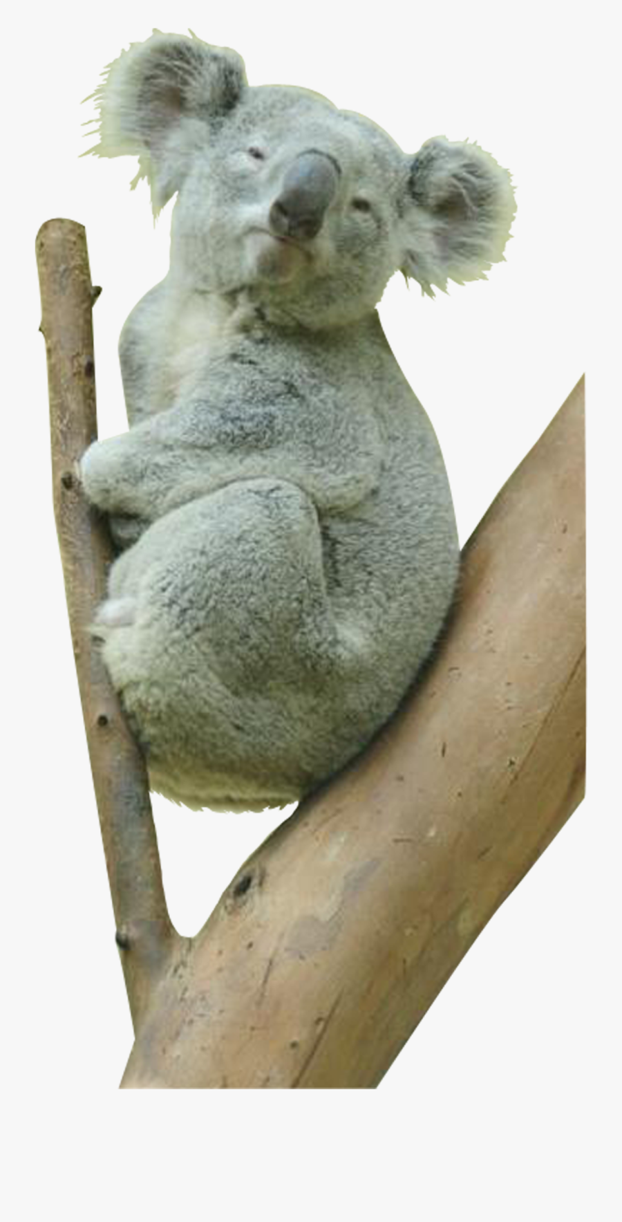 Koala Bear Png, Transparent Clipart