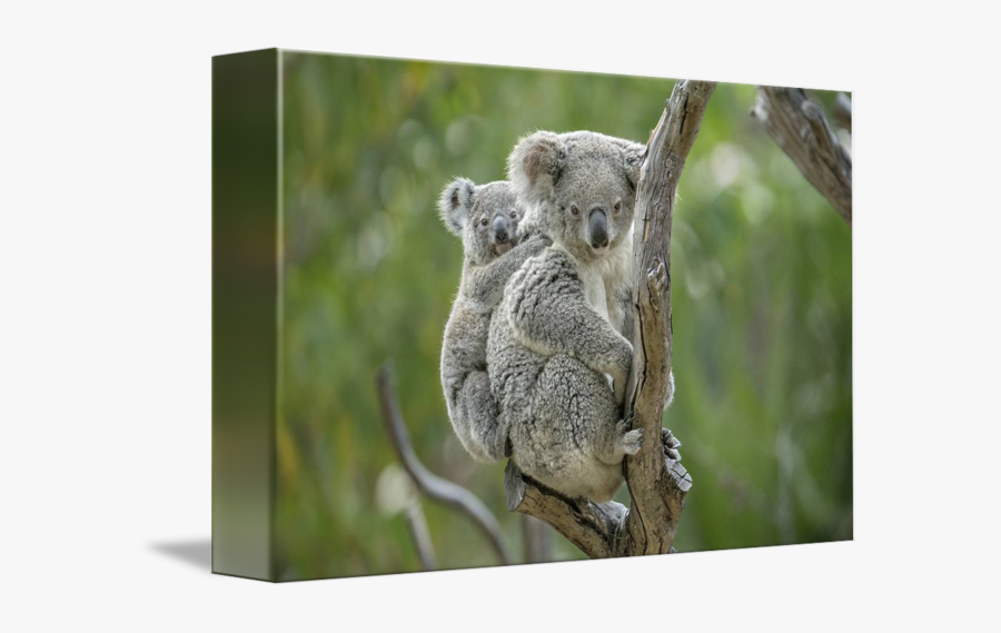 Clip Art Koala Pictures - Koala Mama, Transparent Clipart