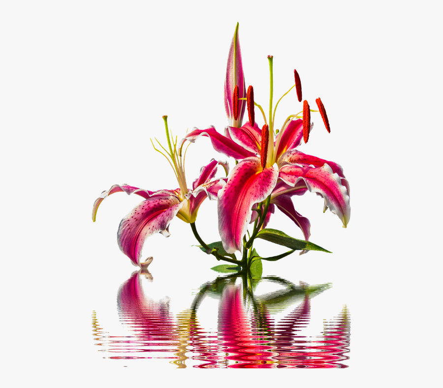 Lily Blossom Bloom Lilies Flower Pink Lily Nature - Lily, Transparent Clipart