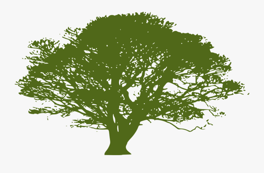 Tree Crown Clipart - Transparent Transparent Background Tree Vector, Transparent Clipart