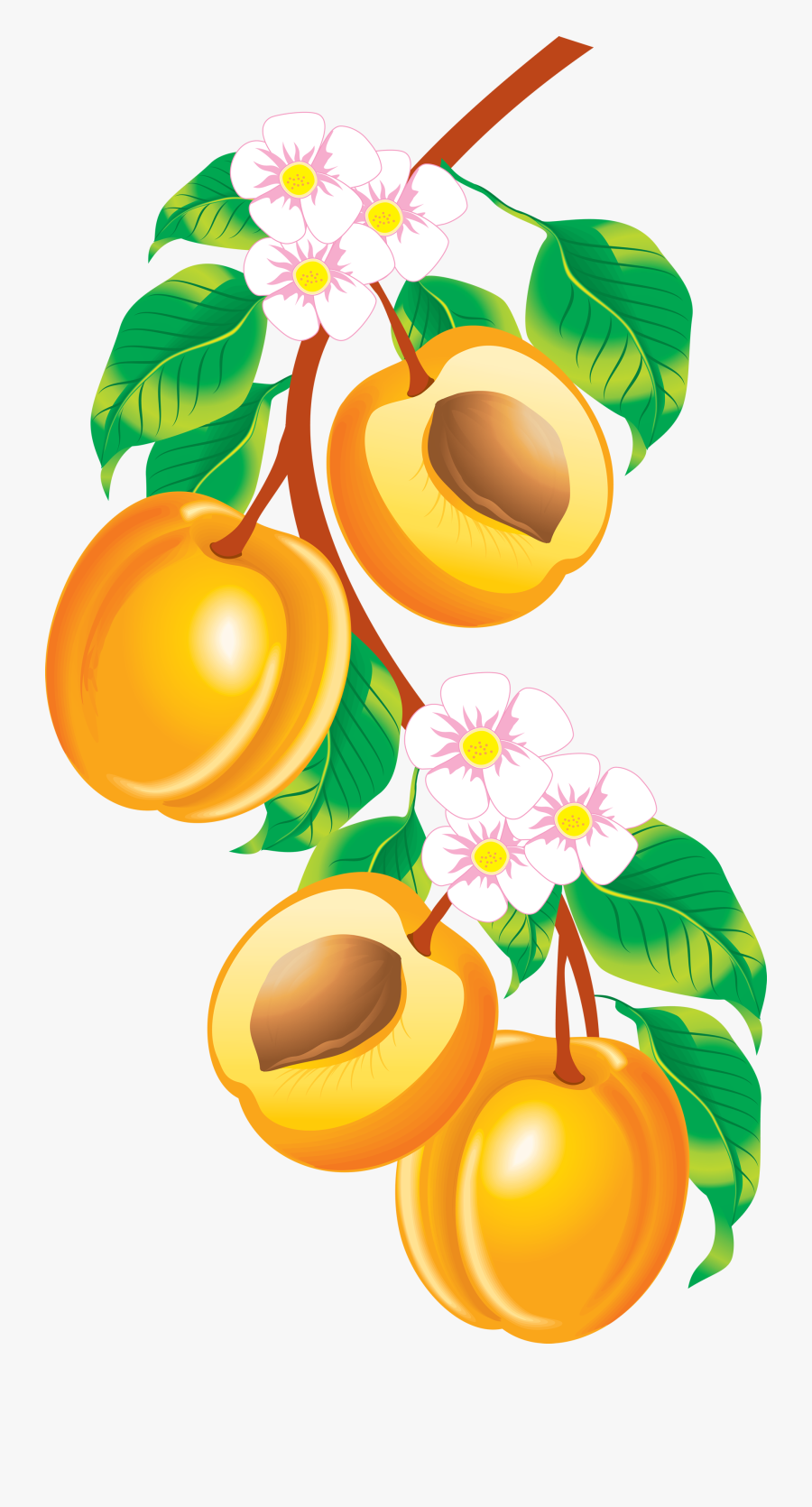 Peach Border Clip Art, Transparent Clipart