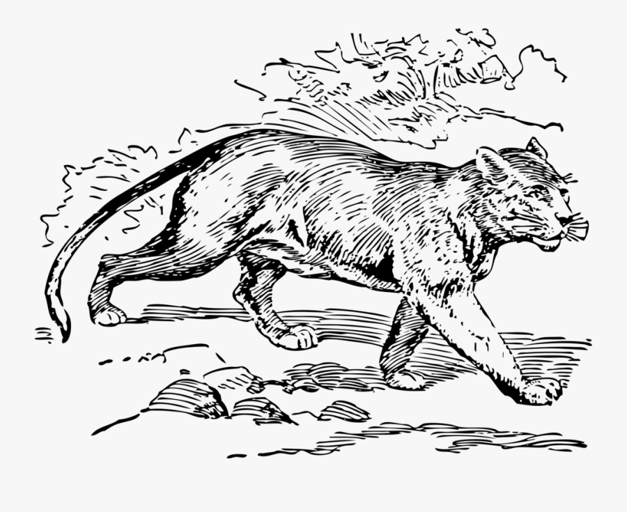 Art,wild Cat,carnivoran - Puma Outline, Transparent Clipart