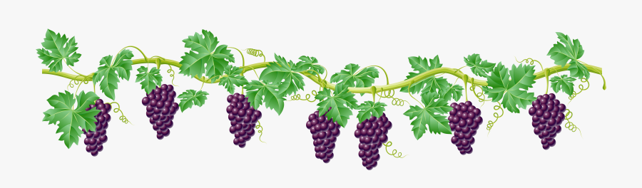 Vine Decorative Element Clipart Picture Gallery - Grape Vine Clipart Transparent, Transparent Clipart