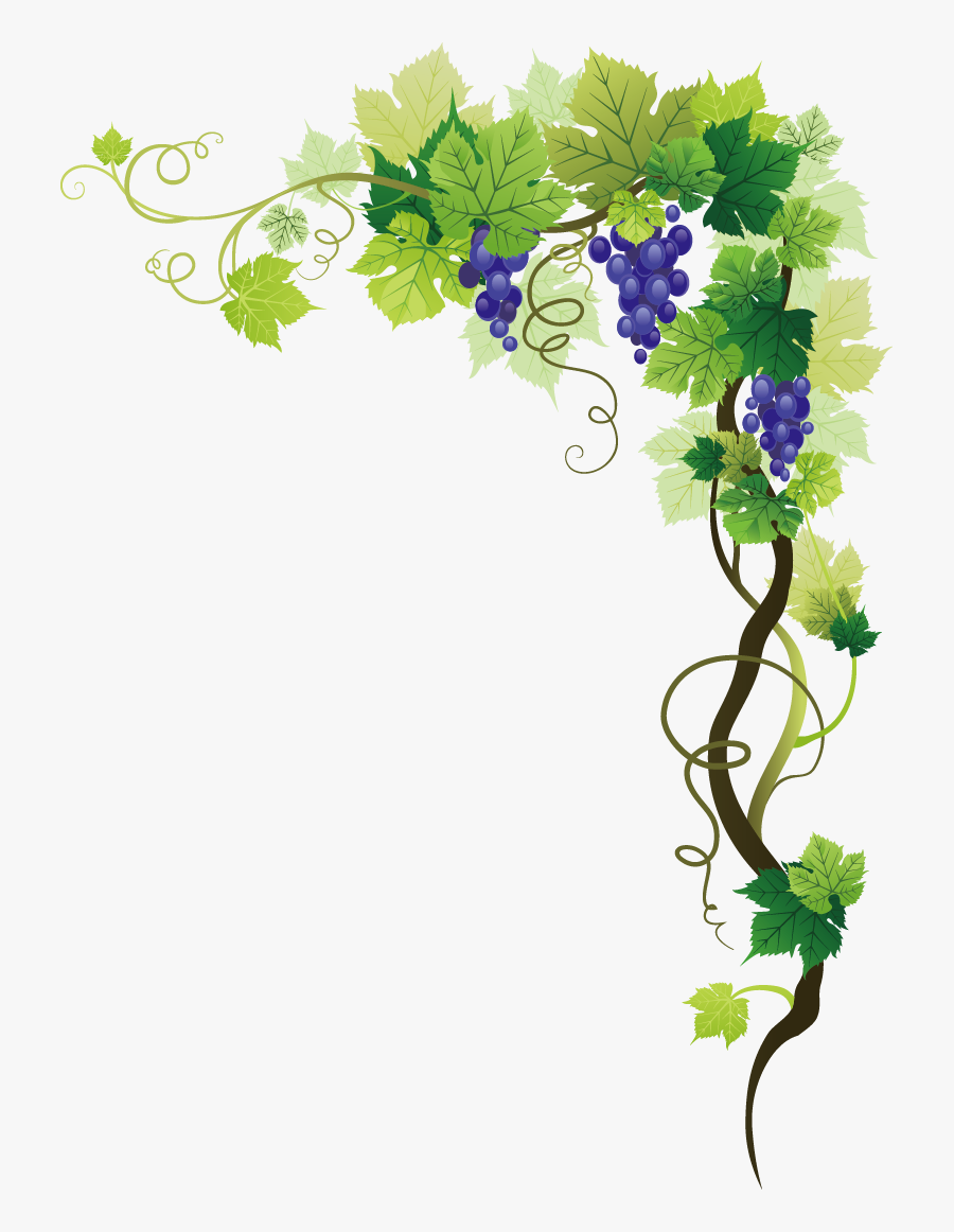 Common Grape Vine Picture Frame Clip Art - Grape Vine Border Png, Transparent Clipart