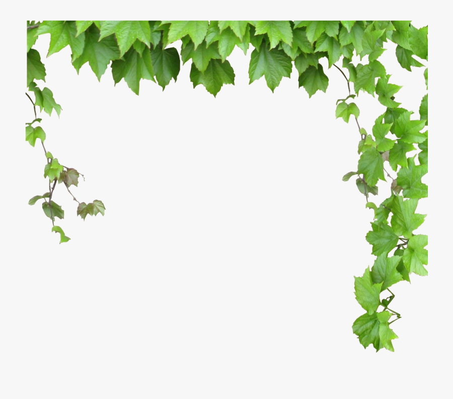 Transparent Leafy Vine Clipart - Green Vines Png, Transparent Clipart