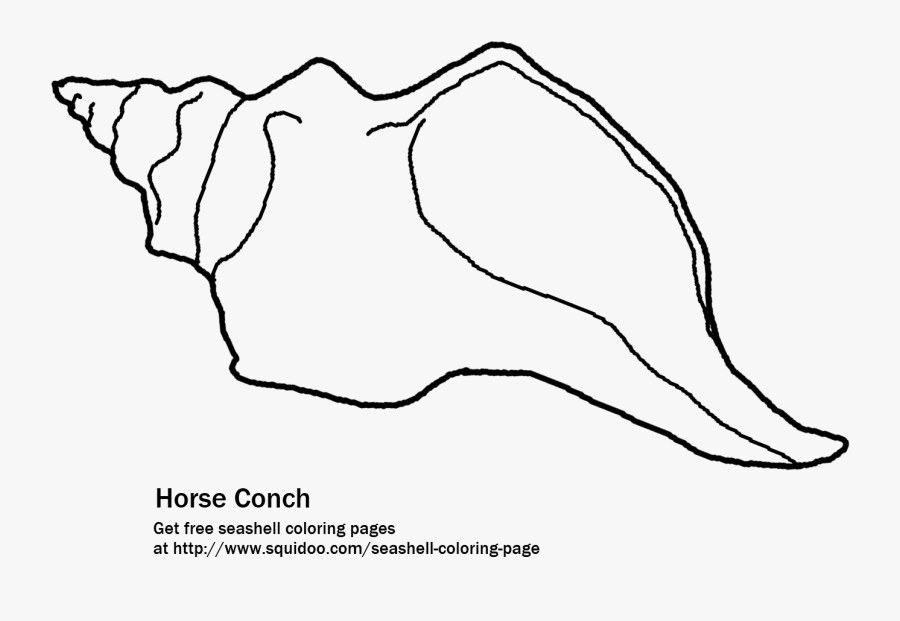 Conch Drawing At Getdrawings - Coloring Book, Transparent Clipart