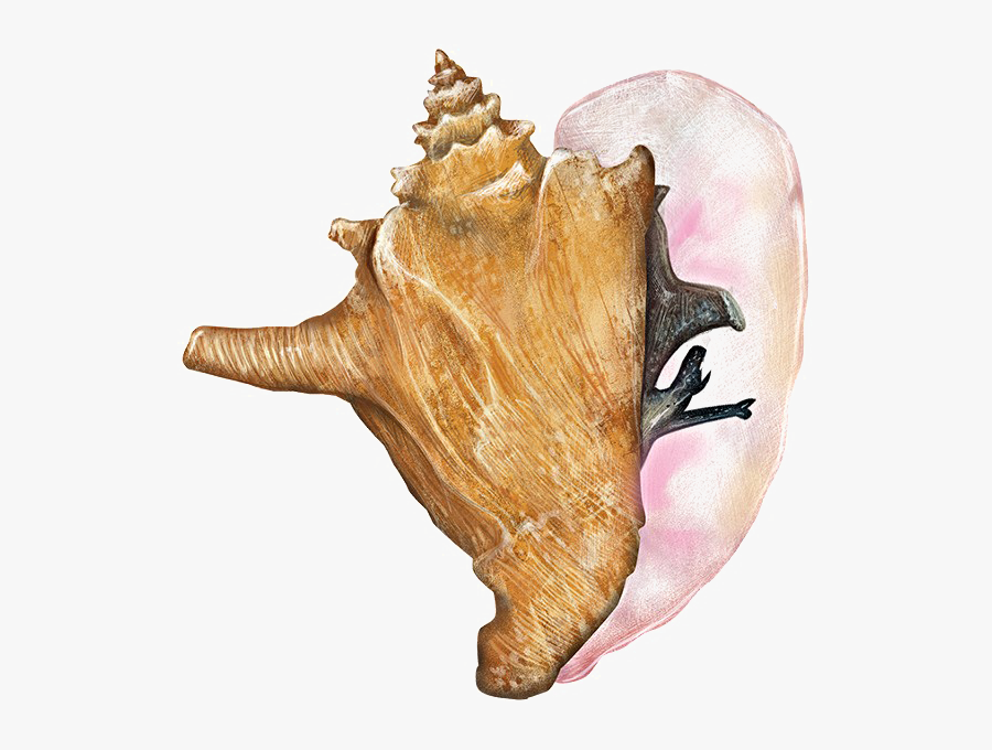 Transparent Conch Png - Queen Conch Clipart, Transparent Clipart