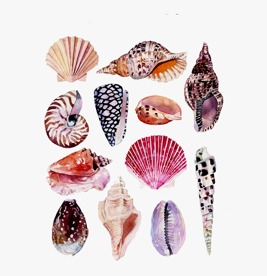 Drawing Watercolor Painting Art Nature Illustration - Botanical Drawings Shells, Transparent Clipart