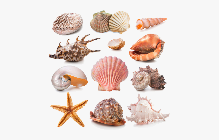 Shells And Starfish, Transparent Clipart