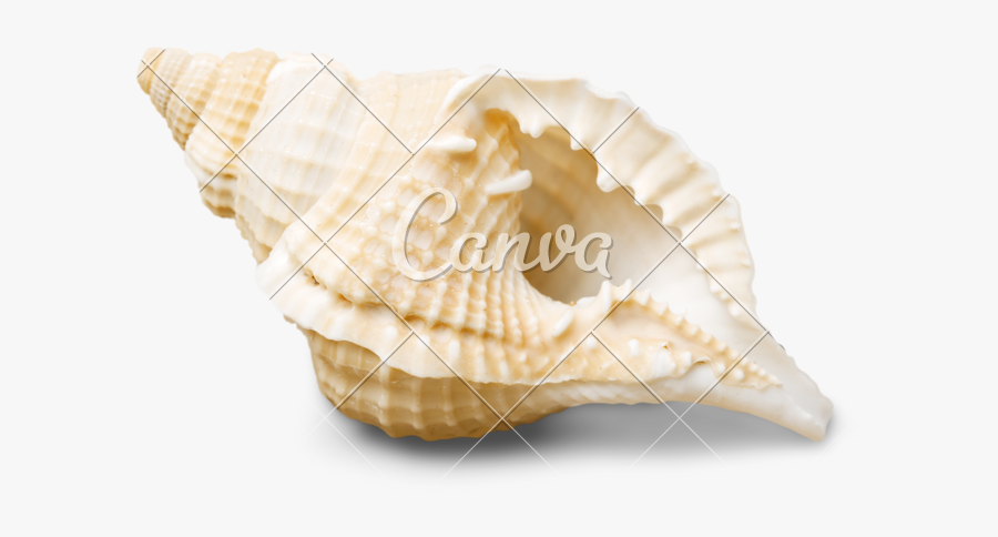 Clip Art Shell Photos By Canva - Seashell, Transparent Clipart