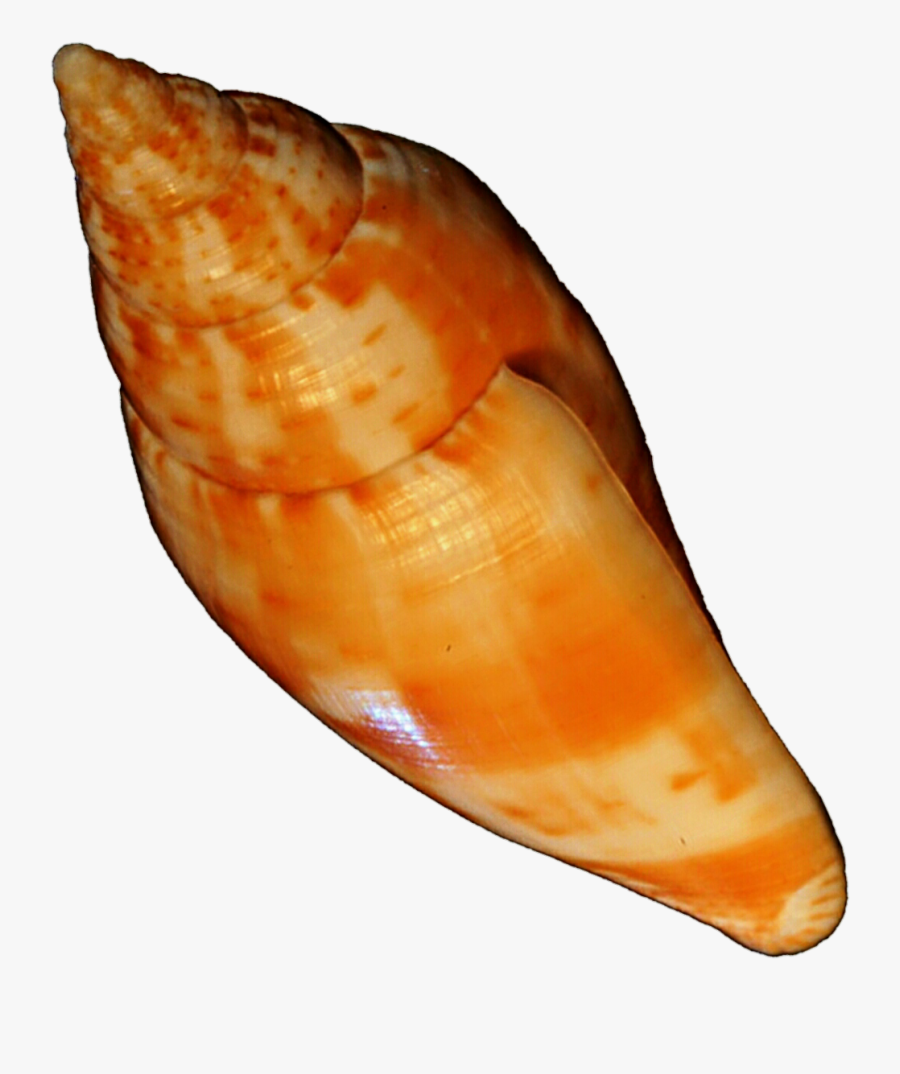 Orange Seashell By Jeanicebartzen27 - Shell, Transparent Clipart