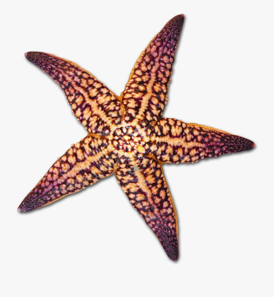 Starfish Clipart Starfish Drawing - Colorful Seashell Transparent ...