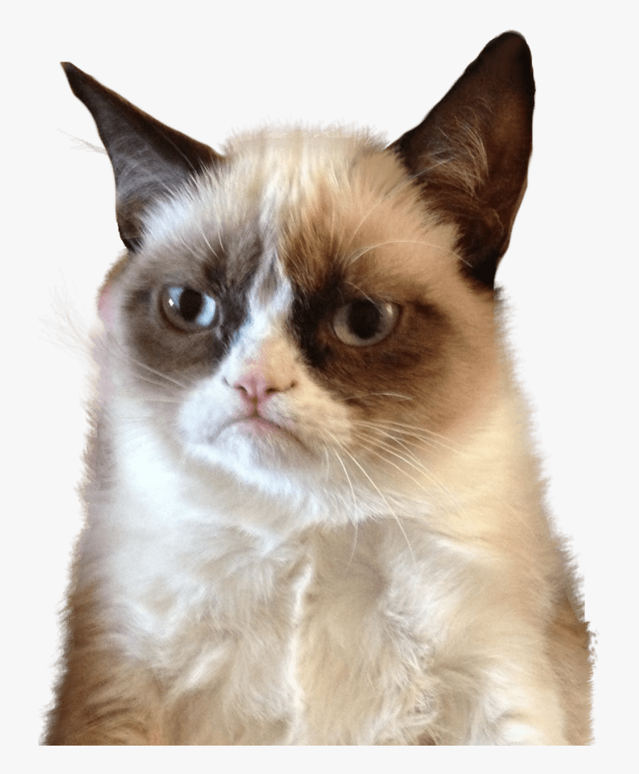 Grumpy Cat Upset - Let Me Think About It Meme, Transparent Clipart