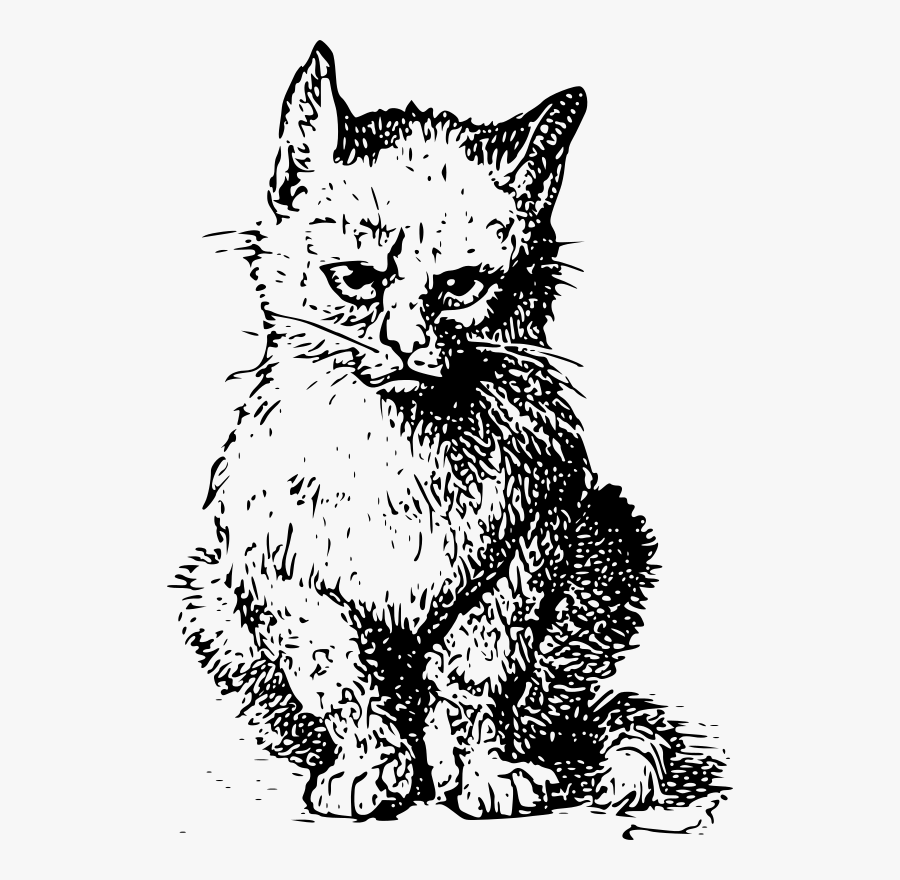 The Original Grumpy Cat - Shrödingers Cat, Transparent Clipart