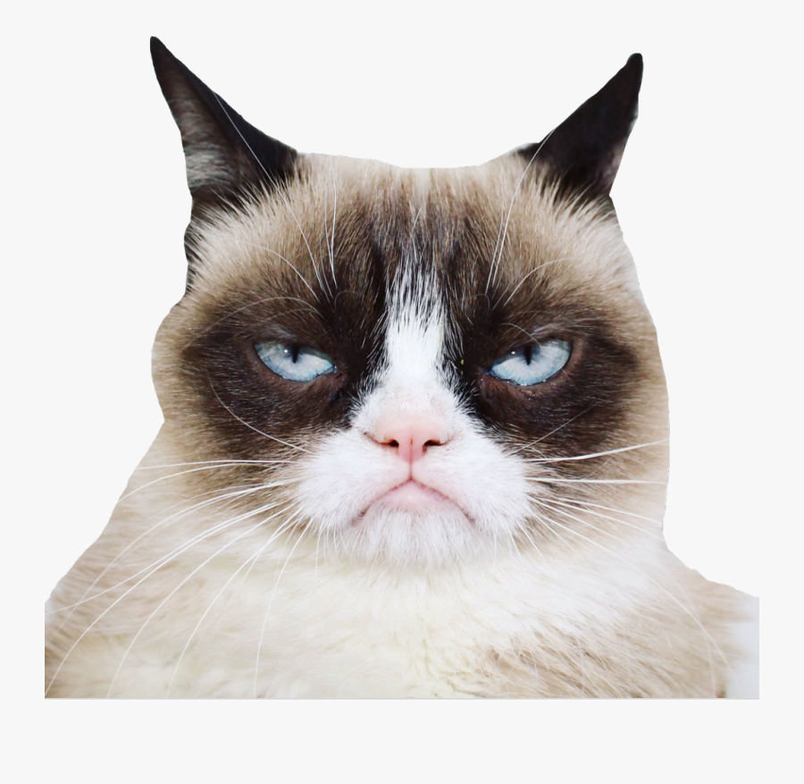 Official Grumpy Cat - Grumpy Cat, Transparent Clipart