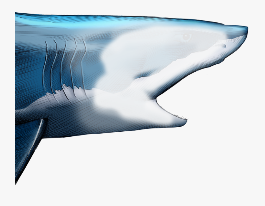 Unlike Most Animals, A Shark"s Upper Jaw Is Not Firmly - Beluga Whale, Transparent Clipart