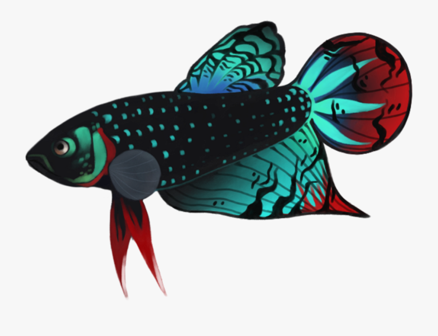 Transparent Fish Png - Betta Png, Transparent Clipart