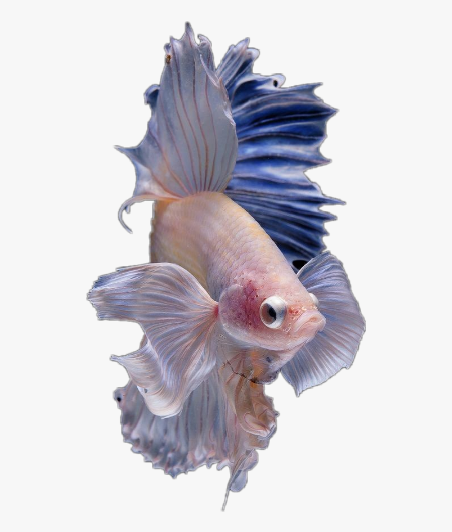 Hd Halfmoon Betta Fish - Betta Fish Transparent Background, Transparent Clipart