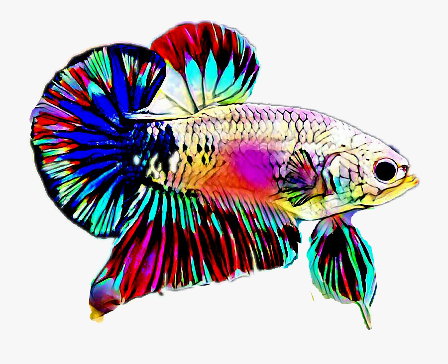 Betta Png - Betta Fish Logo Png, Transparent Clipart