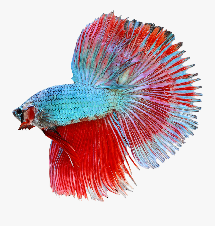 Clip Art Beta Fish Fighting - Transparent Background Betta Fish Png