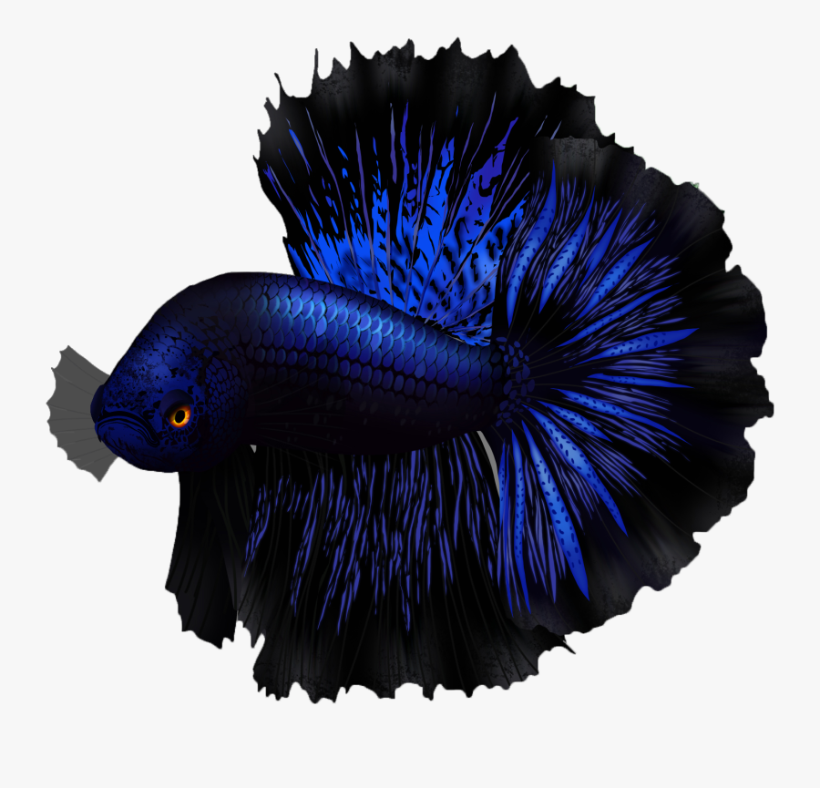 Betta Fish Name - Betta Fish Png, Transparent Clipart