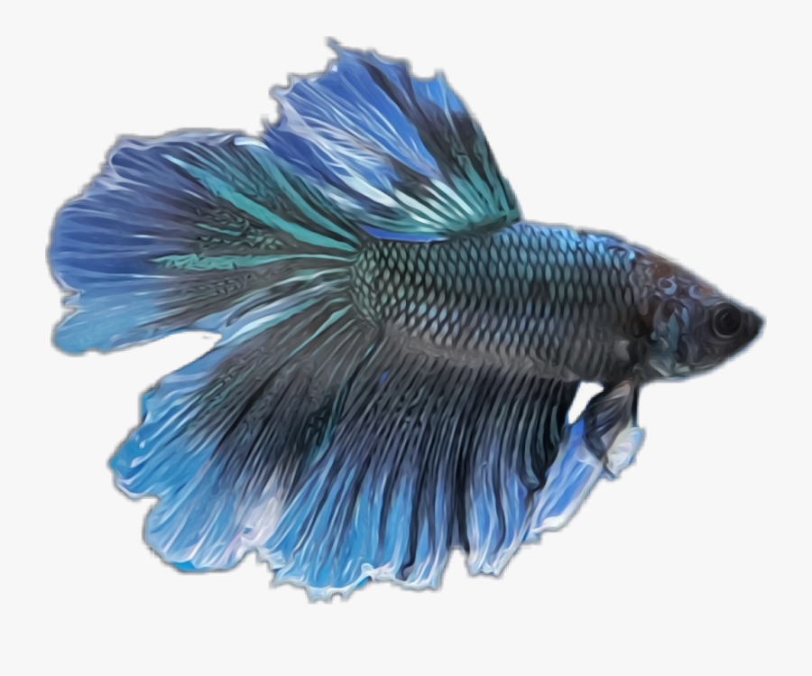 #betta #fish #animal #aquatic - Png Blue Betta Fish, Transparent Clipart