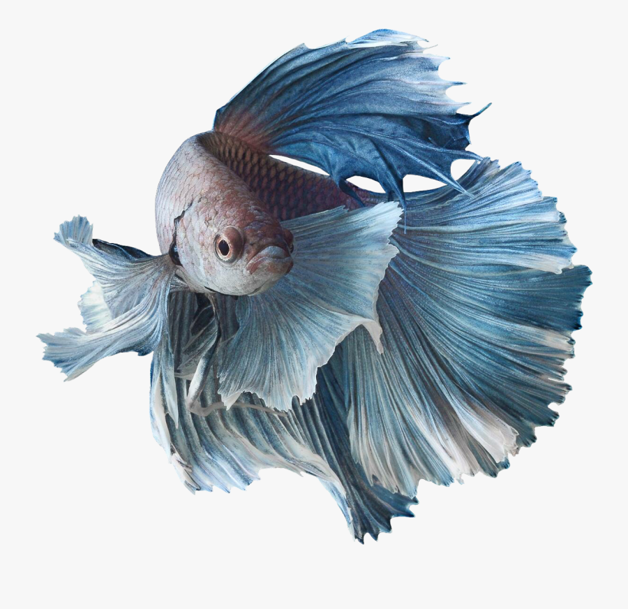 Clip Art Peixe Betta Rosa - Siamese Fighting Fish Png, Transparent Clipart