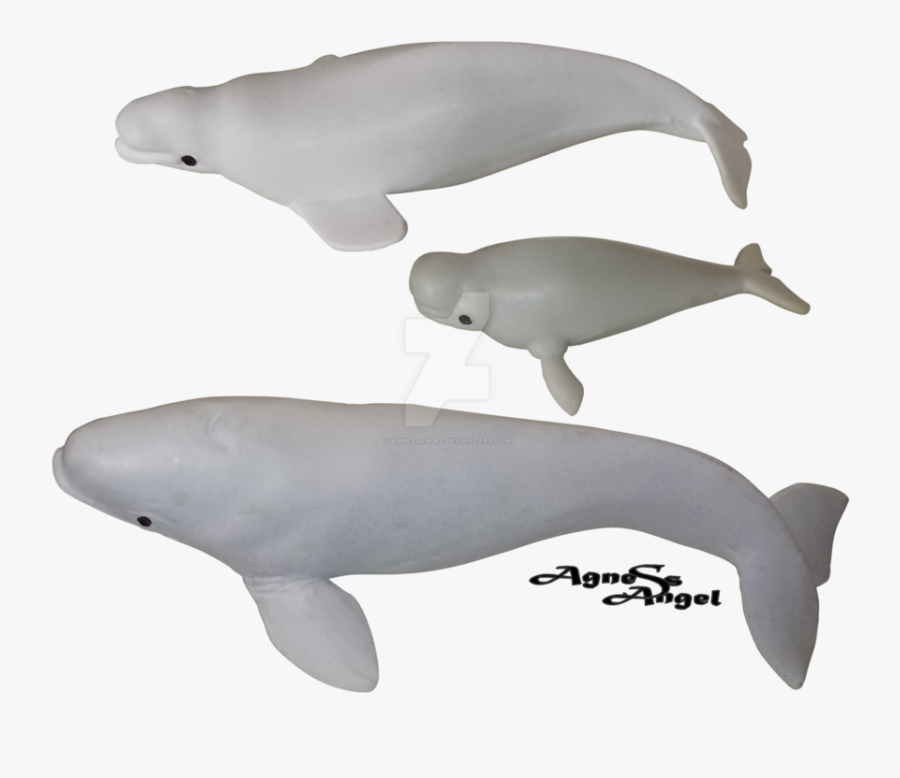 Transparent Whale Beluga - Beluga Whale, Transparent Clipart