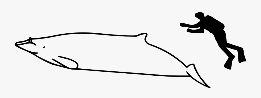 Whale Size - Dolphin, Transparent Clipart