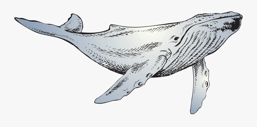 The Whale - Line Art, Transparent Clipart