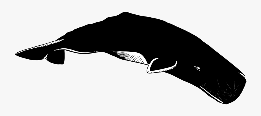 Humpback Whale, Transparent Clipart