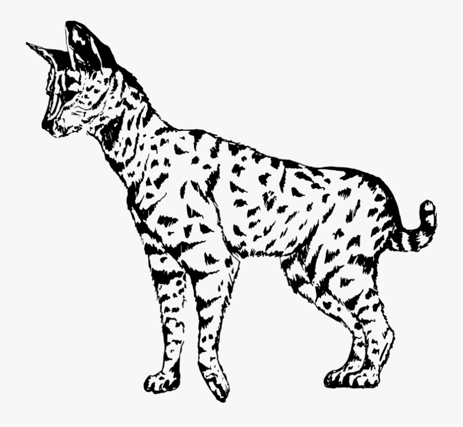 Transparent Ocelot Png - Serval Clip Art, Transparent Clipart