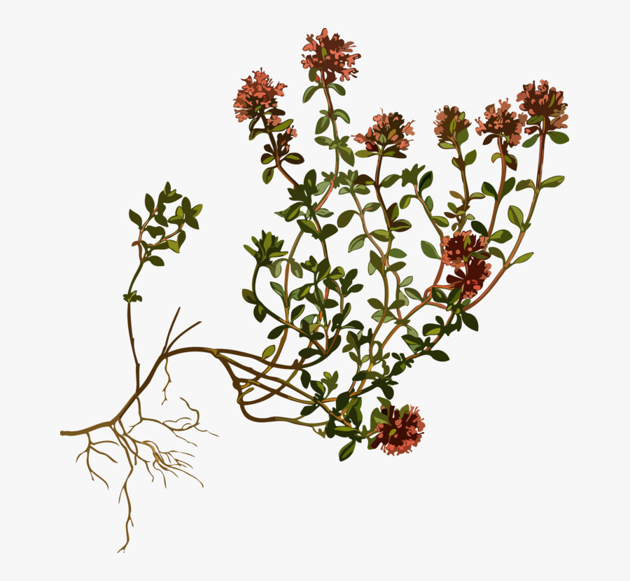 Plant,flora,shrub - Botanical Print, Transparent Clipart