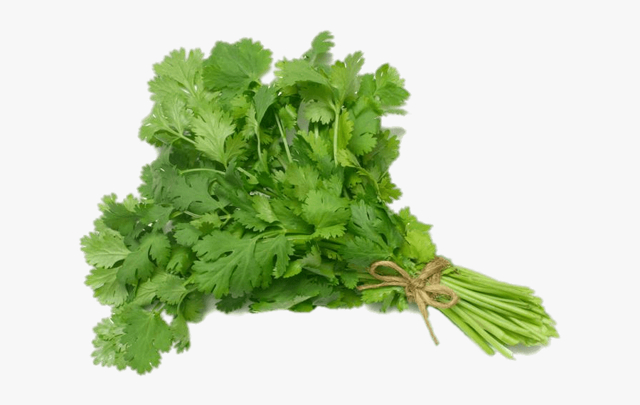 Coriander - Cilantro Png, Transparent Clipart