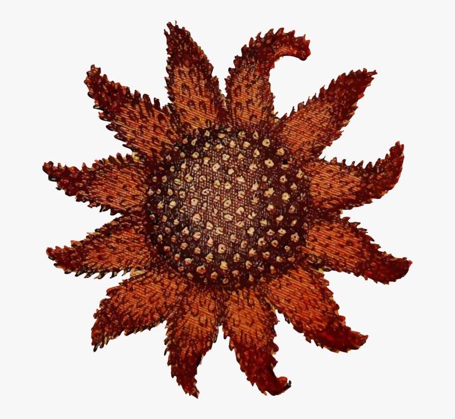 Flower,organism,sea Urchin - Sunflower Sea Star Png, Transparent Clipart