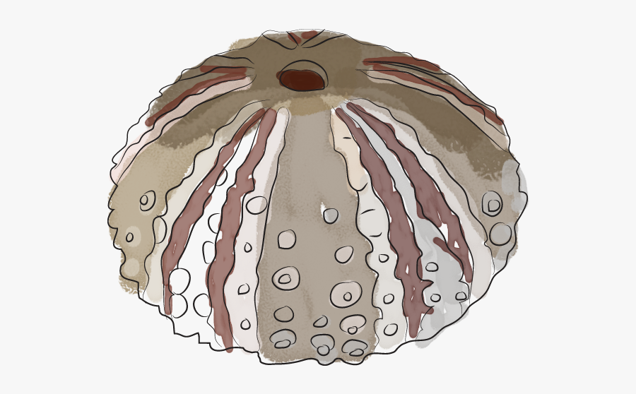 Sea Urchins - Illustration, Transparent Clipart