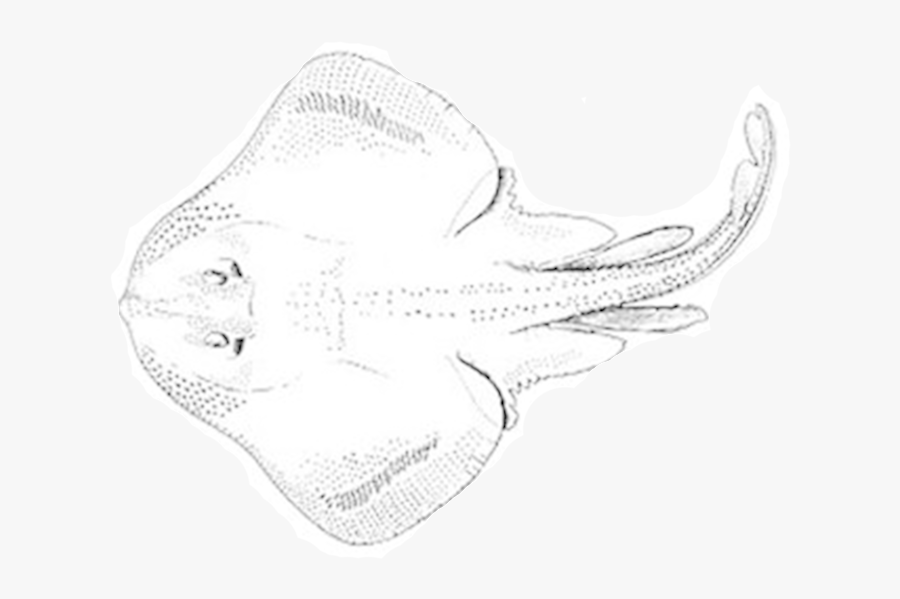 Electric Ray, Transparent Clipart